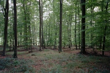 Waldgebiet Chorsang